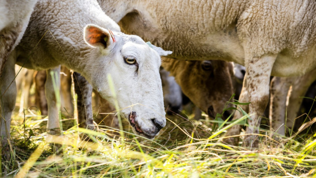 Situația focarelor de pesta micilor rumegătoare în România