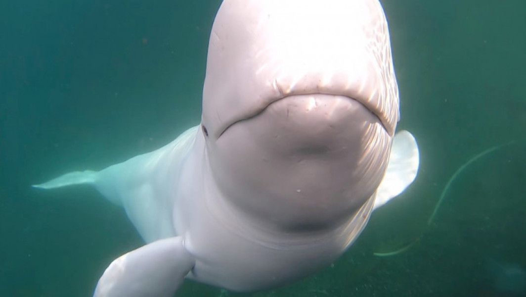 Hvaldimir, beluga celebră, găsită moartă în Norvegia