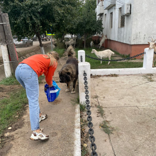 Inundațiile din județul Galați pun în pericol viețile oamenilor și ale animalelor