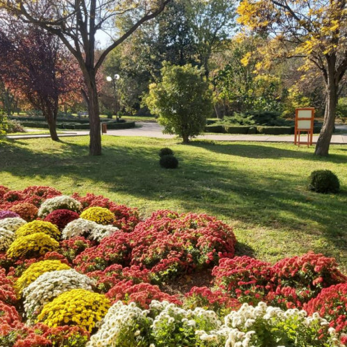 Expoziția &quot;Regina Toamnei, Crizantema&quot; la Grădina Botanică din Galați