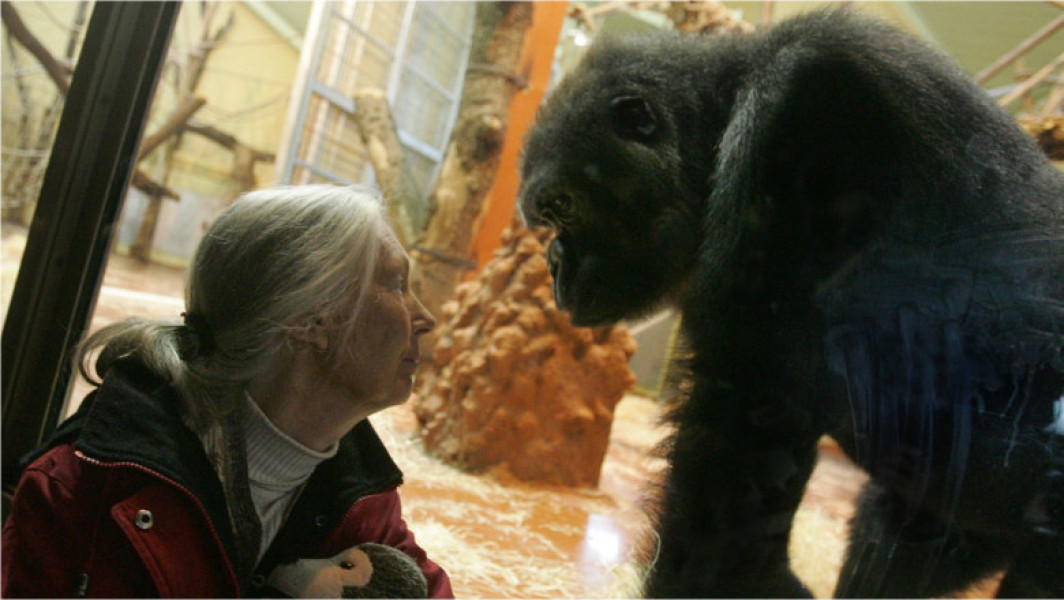 Jane Goodall avertizează asupra pericolelor extincției și schimbărilor climatice