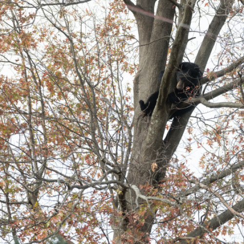 Un bărbat din Virginia a murit după ce un urs a căzut peste el
