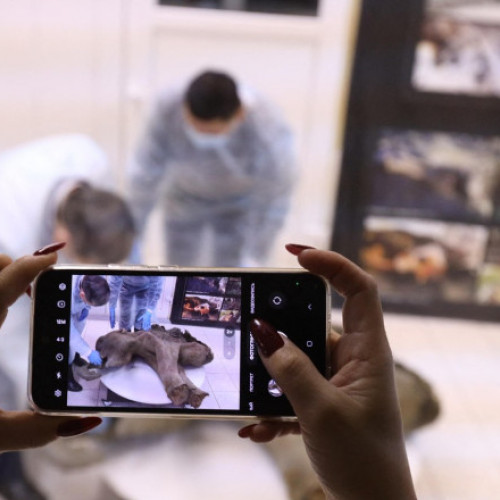 Descoperirea remarcabilă a unei femele de mamut de 50.000 de ani în Rusia