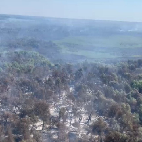 Video Incendii în Delta Dunării: Sunt afectate aproape 70 de hectare de pădure şi vegetaţie. Un alt foc a izbucnit în apropiere de Plauru