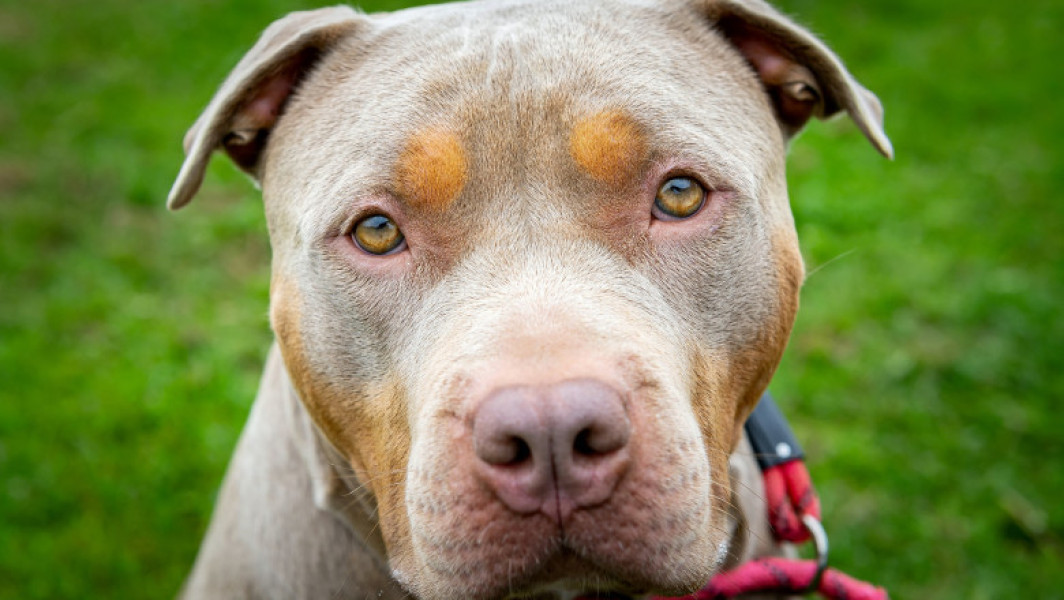 Femeie de 70 de ani moare după atacul unui câine American Bully în Caraș-Severin