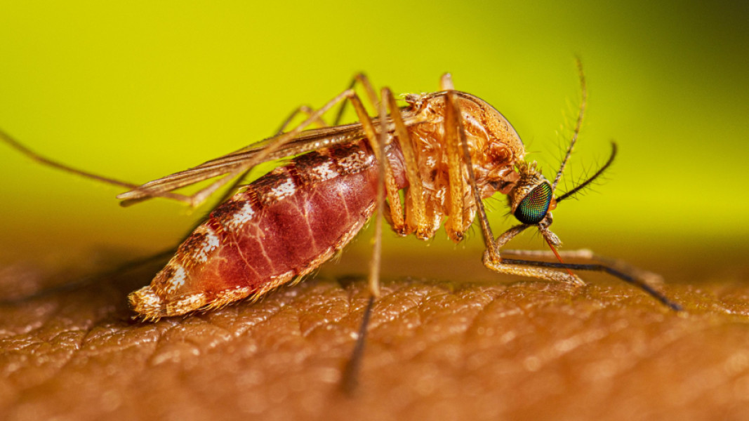 Cel de-al treilea caz în West Nile în Galați, Tecuci