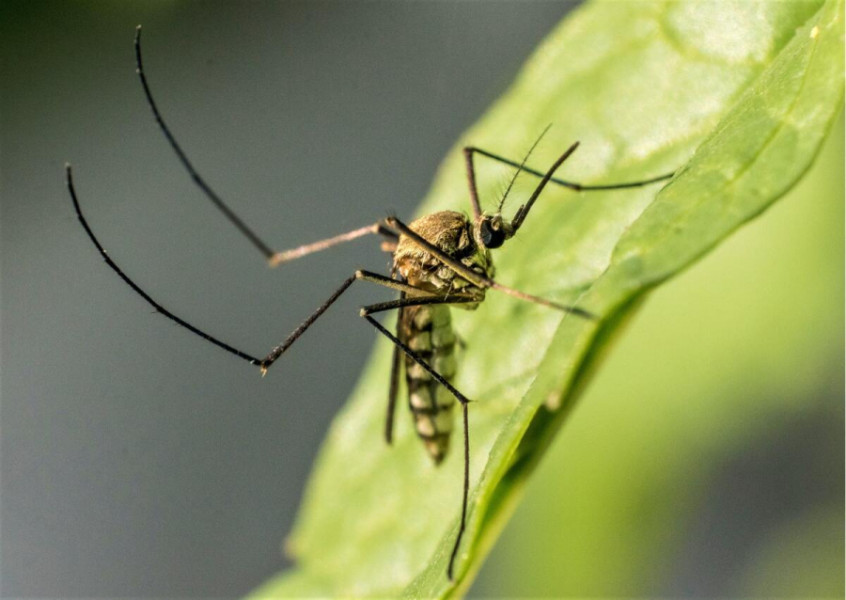 38 de cazuri de infecție cu virusul West Nile înregistrate în România în ultimele luni