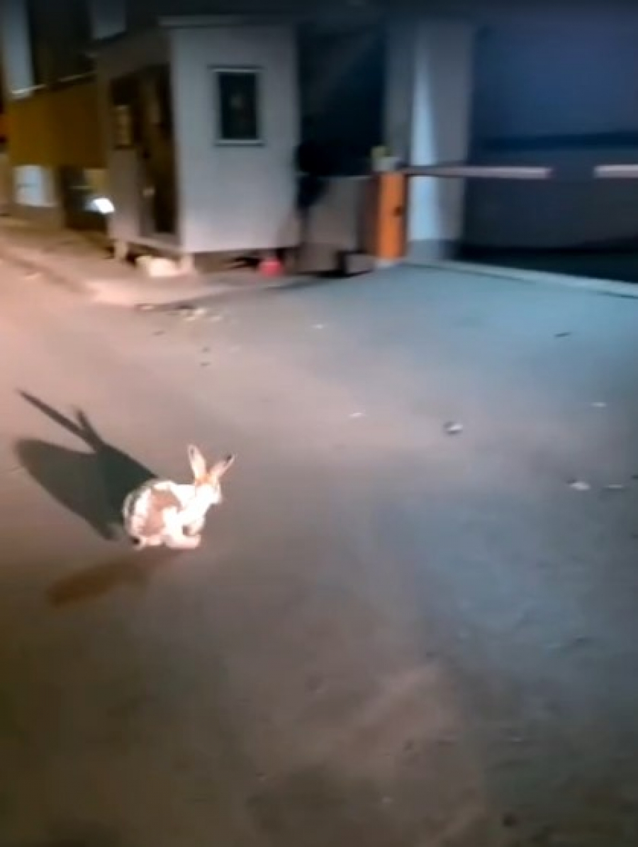 Jandarmii gălățeni au salvat un iepure prins între câini în centrul orașului