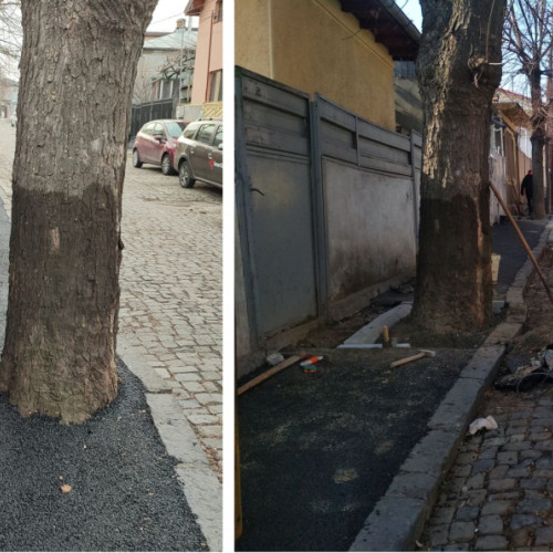 Absurdul din Galați: Asfalt pe arborii de pe strada Bravilor! Reacții dure din partea cetățenilor.