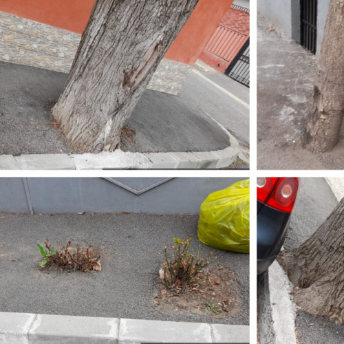 Urmărire a cazului Ecosal: O nouă amendă pentru asfaltarea arborilor și trandafirilor pe Aleea Bravilor - Garda de Mediu intervine din nou.