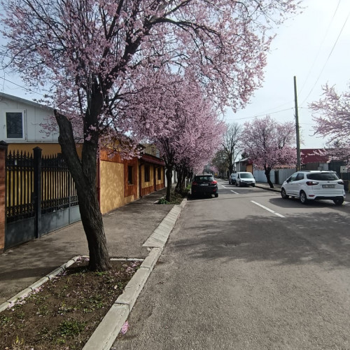 Sakura din Galați, atracție magnifică pentru iubitorii de flori pe strada Războieni