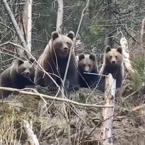 Imagini rare cu familia de urși din Suceava, surprinse de Romsilva. Cum reacționează o mamă ursoaică cu puii săi când întâmpină un om în pădure