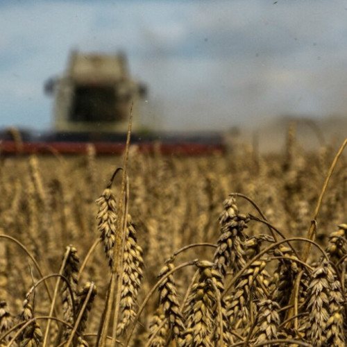 Scădere Accentuată Prețuri Agricole Raportate de INS în Februarie 2024
